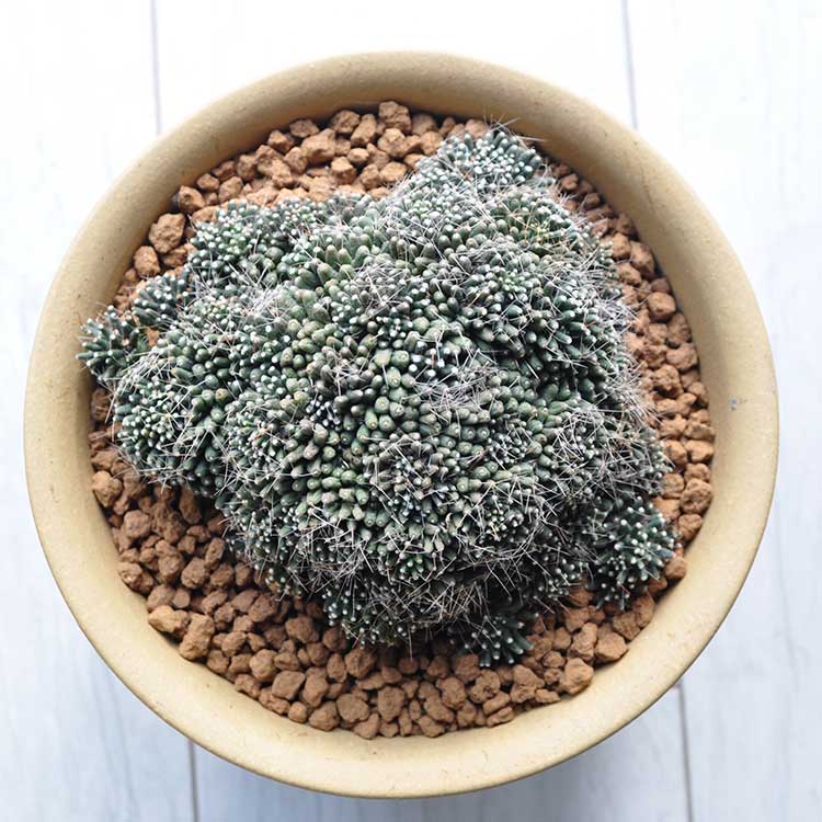 Les plantes succulentes Cactus Mammillaria painteri f. monstrueusement
