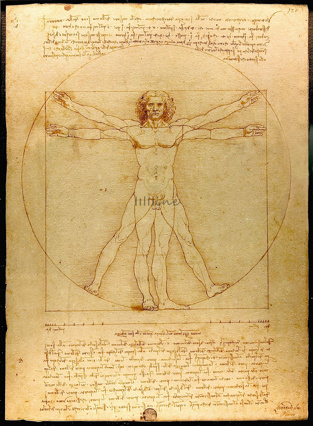l'Uomo vitruviano di Leonardo da Vinci