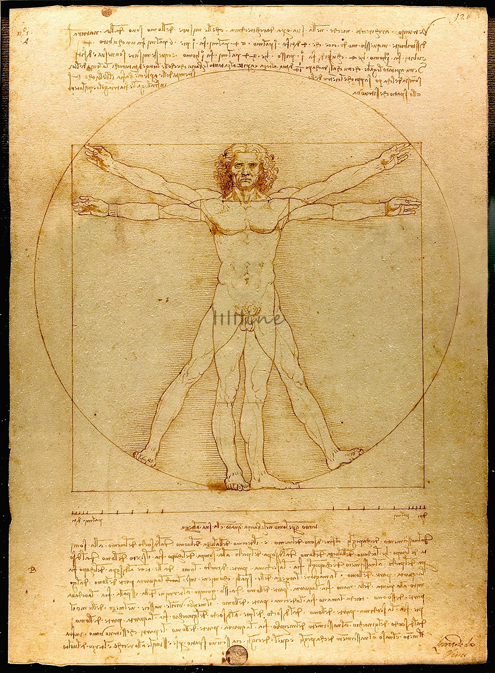 el hombre de Vitruvio de Leonardo da Vinci