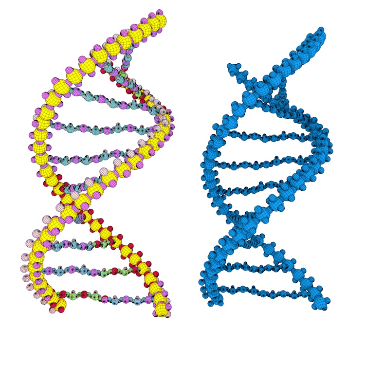 DNA molecule 3d model