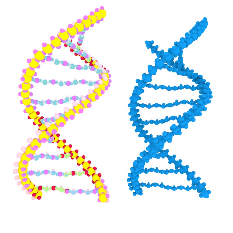 DNA molecule 3d model