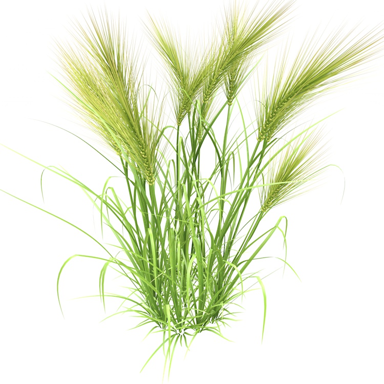 Tüy çimi Buğday 3d modeli