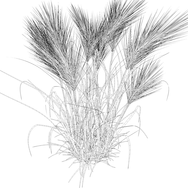 feather grass Wheat 3d model