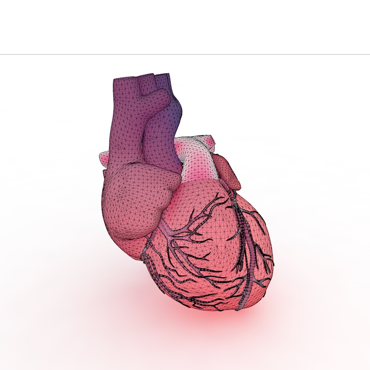 Heart 3d model
