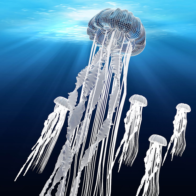 Jellyfish 3d model and animation