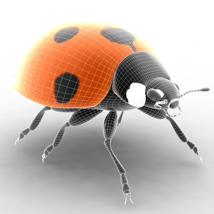 ladybird 3d model