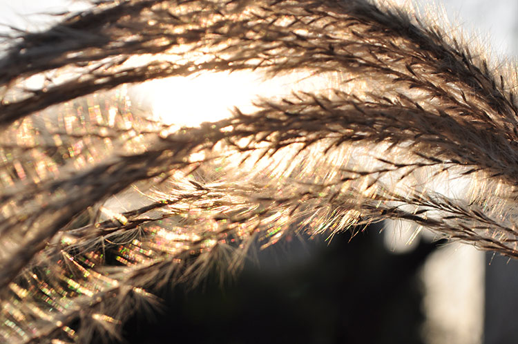 Giallo giallo sole di autunno del reed