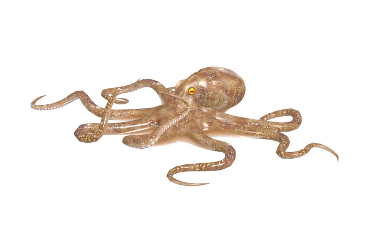 Rigget animerte blekksprut 3d modell dyr skapninger