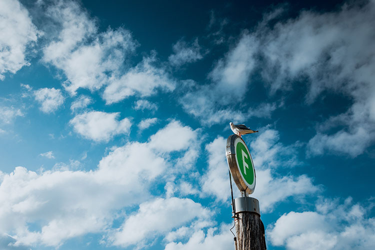 Seagull on the sign billboard light box blue sky white cloud photo