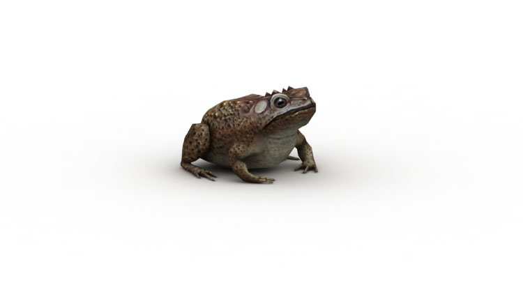 Toad low poly game 3d model