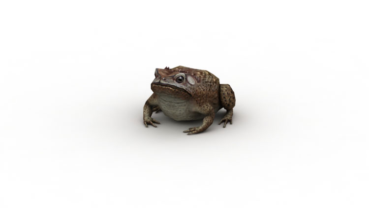Toad low poly game 3d modell