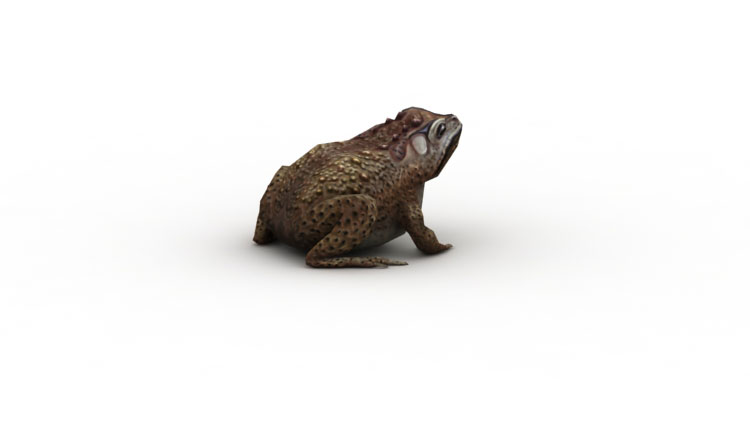 toad low poly game 3d model