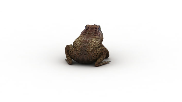 Toad low poly game 3d modell