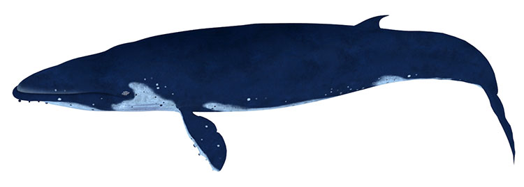クジラ3Dモデルリグアニメーションのテクスチャ