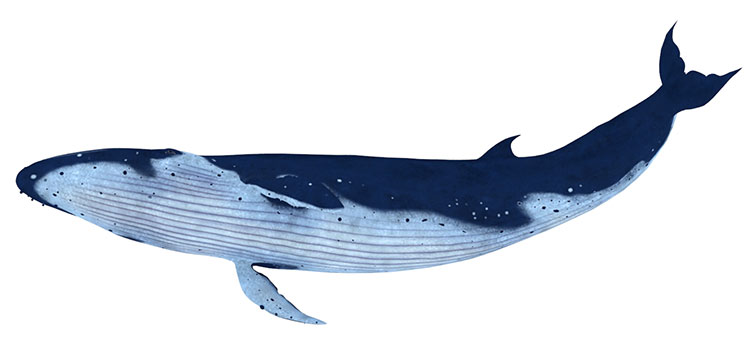 Animação fraudulada em modelo 3d de baleia texturizada
