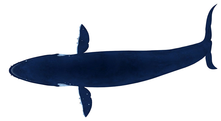 Modello di balena 3d animato rigato testurizzati