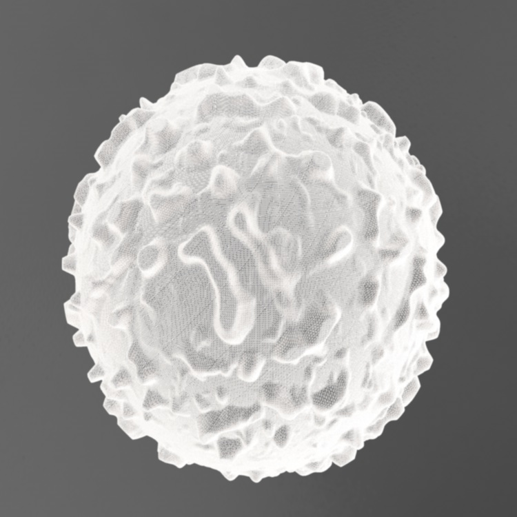 白血球の3Dモデル