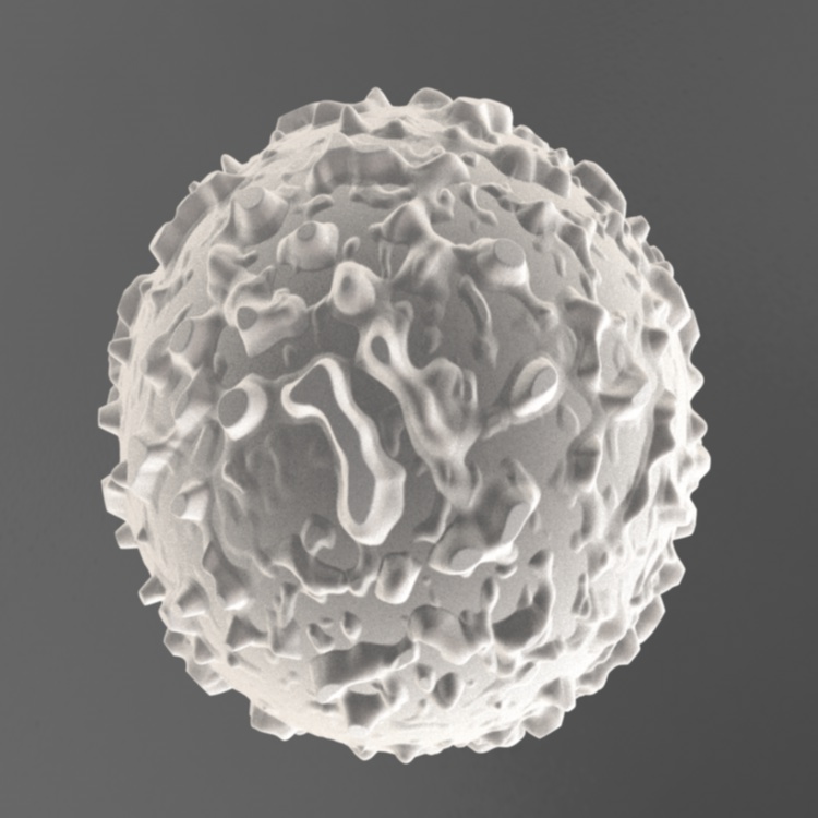 White blood cells 3d model