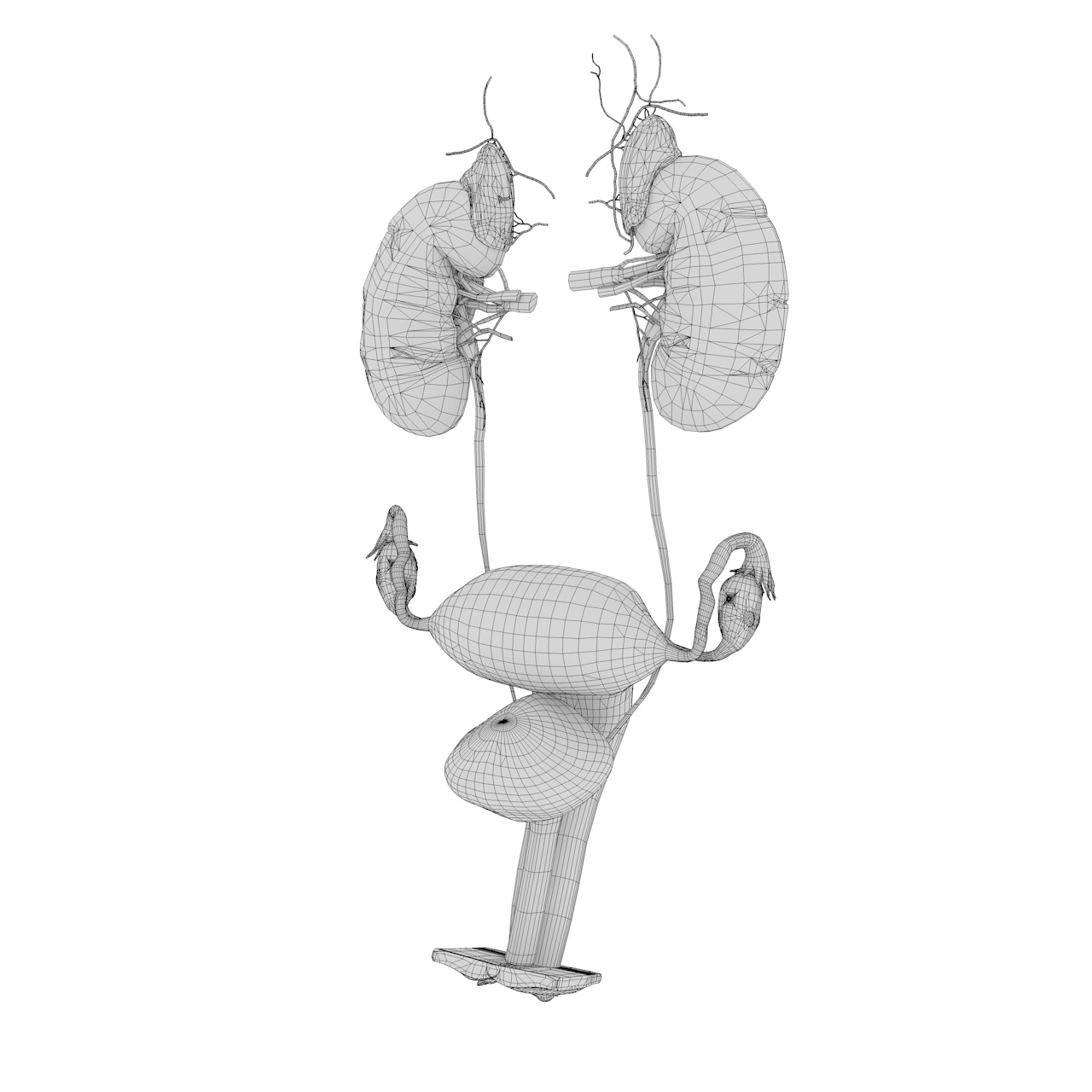 kidney uterus female organ 3d model