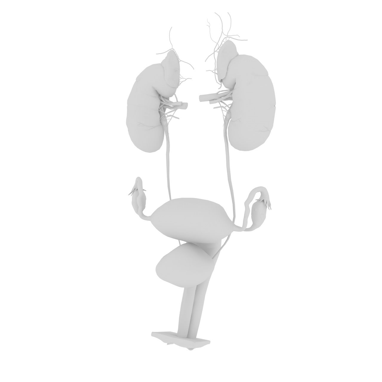 kidney uterus female organ 3d model