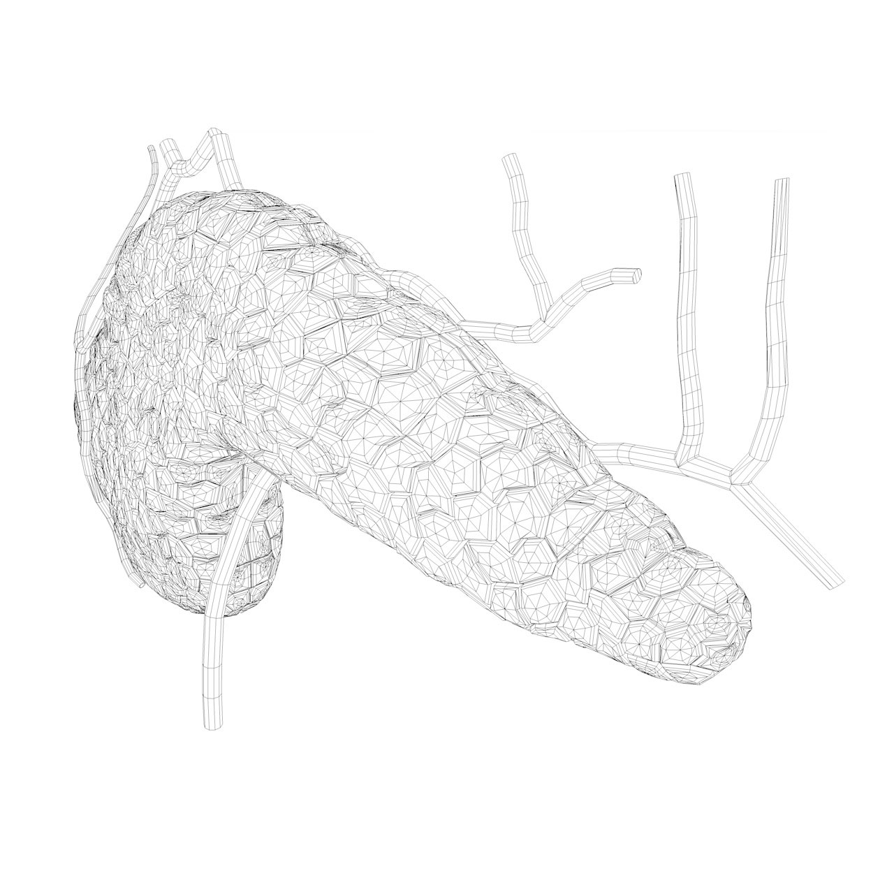 3D model ostrůvků lidských orgánů