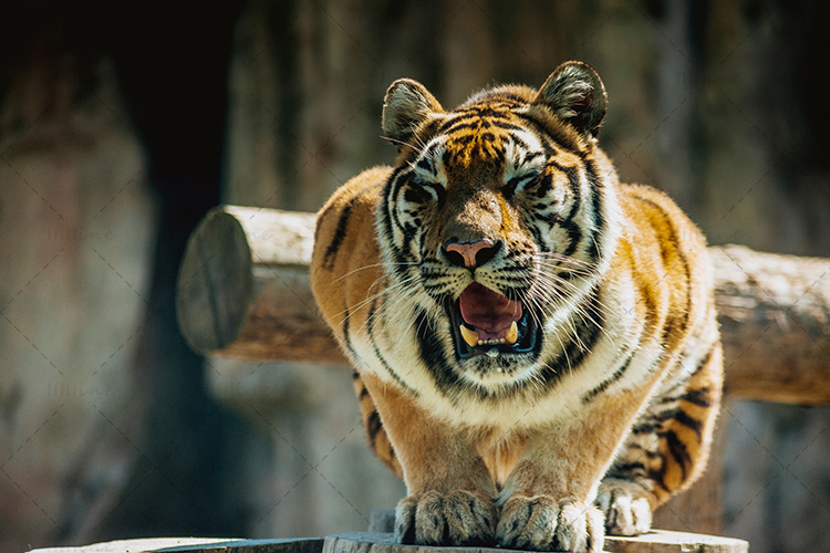 Tiger Animal