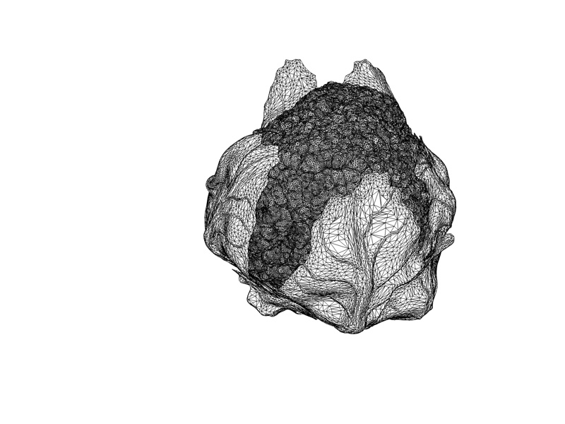 Høy presisjon blomkålkål 3D-modell