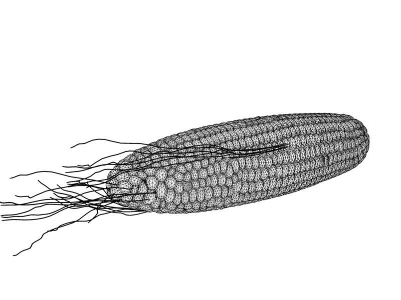 High precision corn 3D model