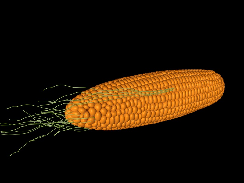 Высокоточная кукуруза 3D-модель