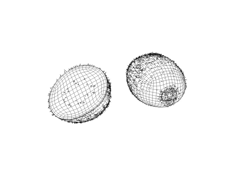 Hochpräzises Modell der Fruchtkiwi 3D