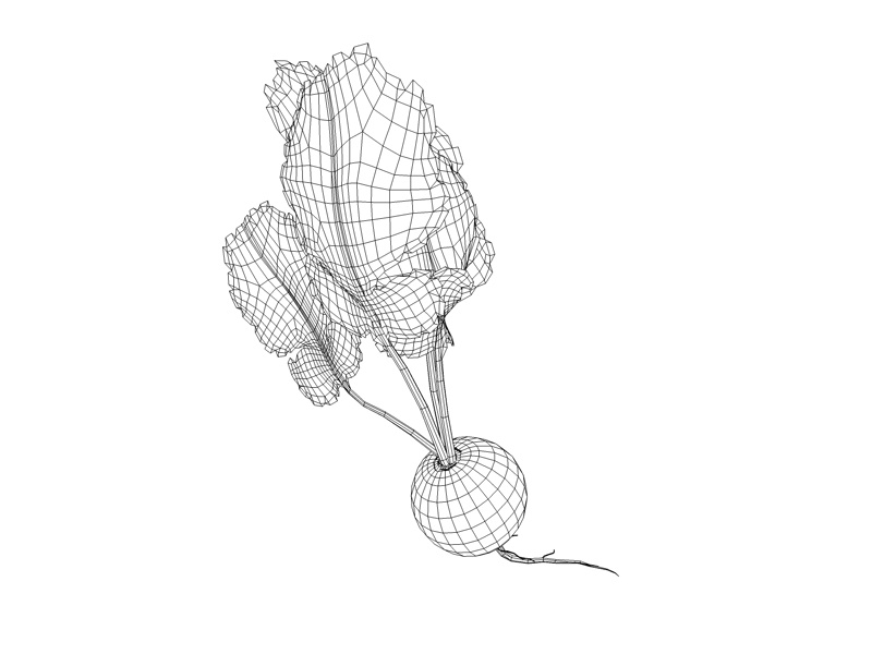 Hochpräzises Gemüse Rettich 3D-Modell
