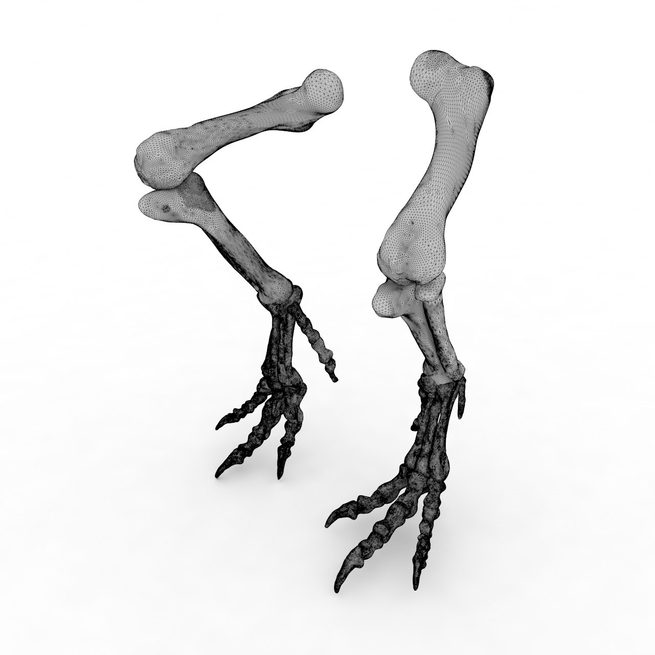 3D model tiskanja Tyrannosaurus Rex Kost noge