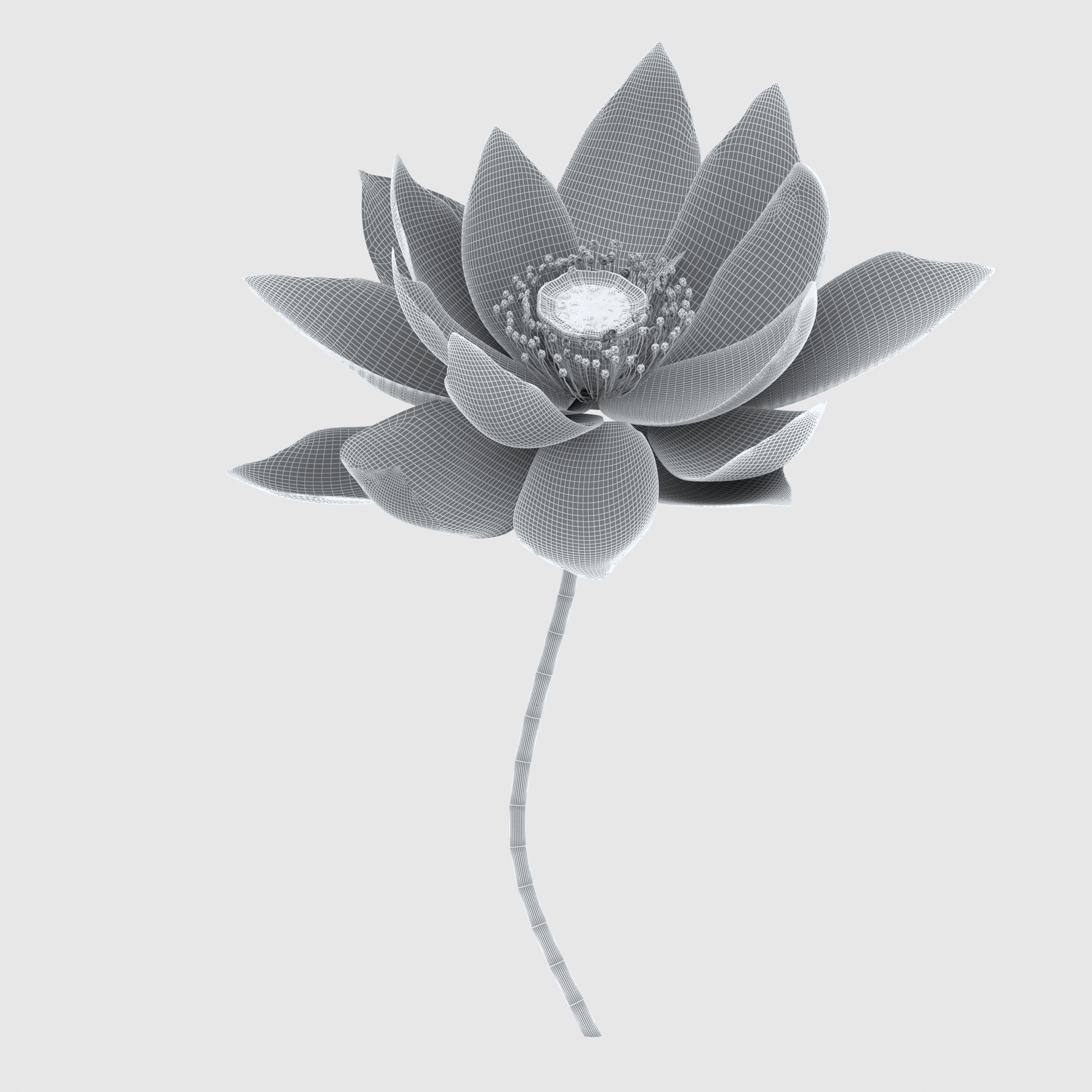 Ink material lotus three-dimensional model