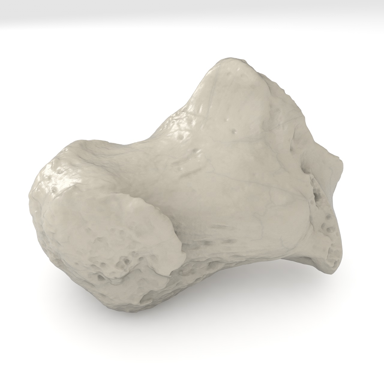 Calcaneus 3D-afdrukmodel