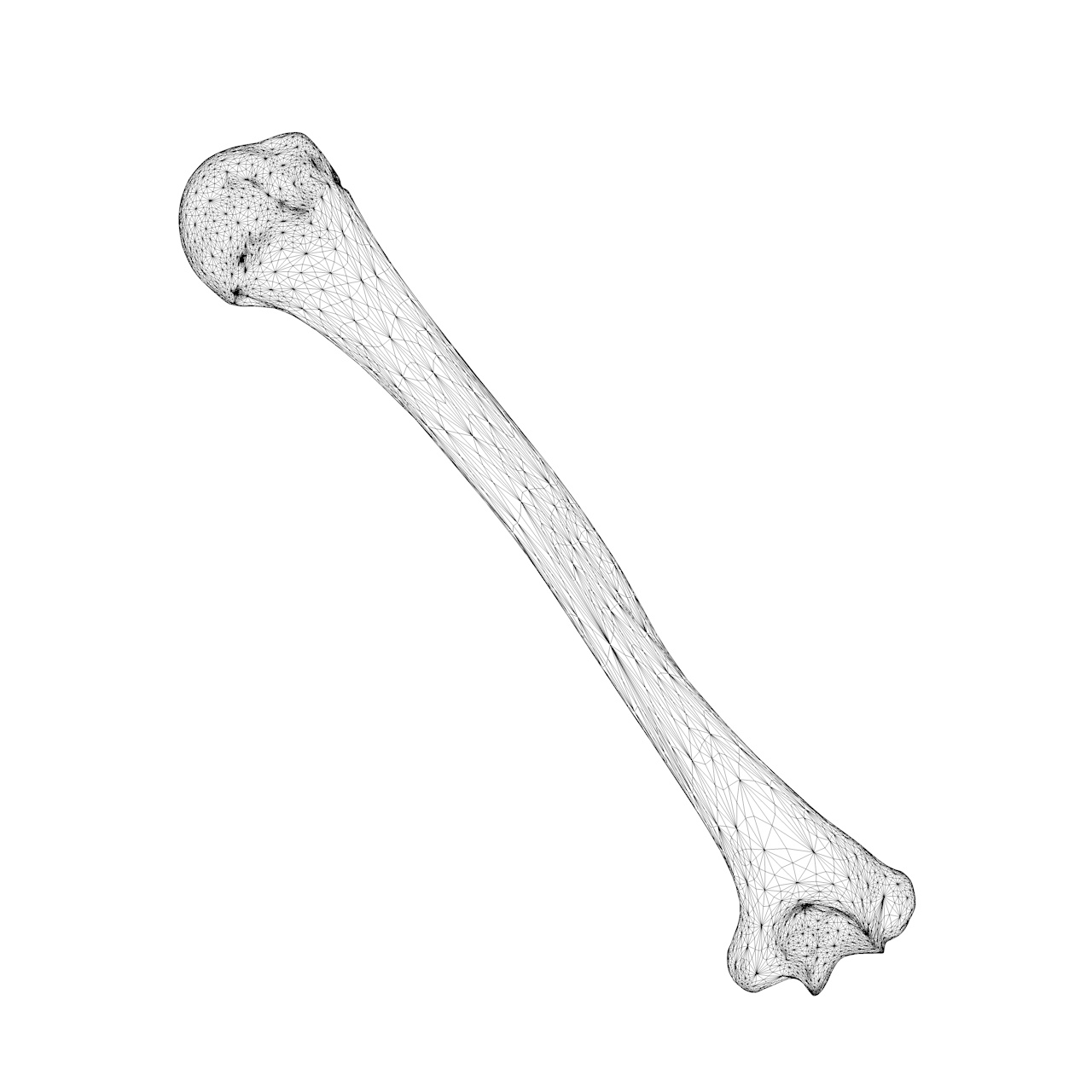 Right humerus bone 3d print model