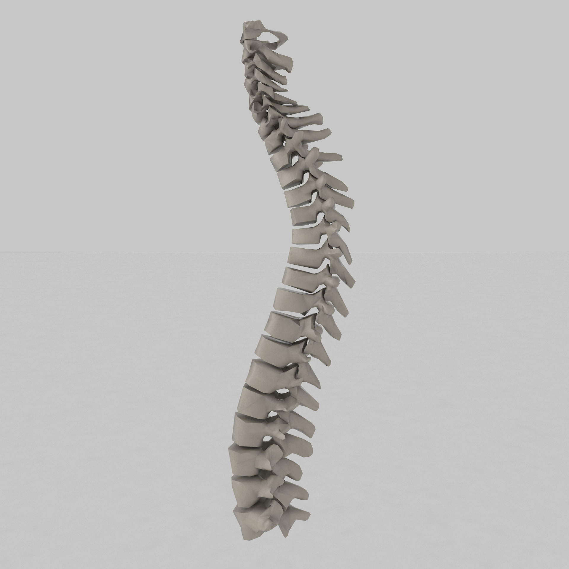 Model 3D coloană vertebrală