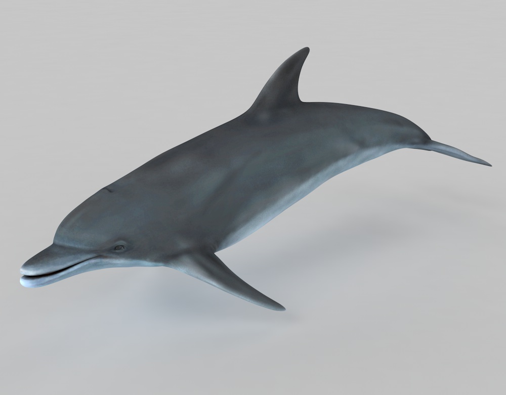 Modelo 3d do golfinho