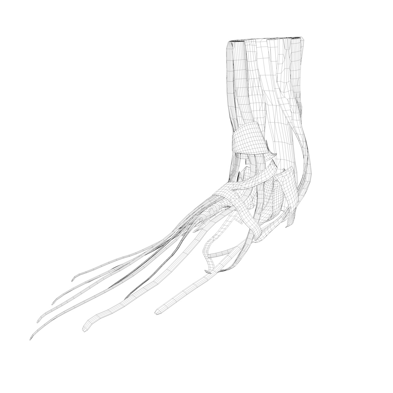 足の筋肉構造3 dモデル