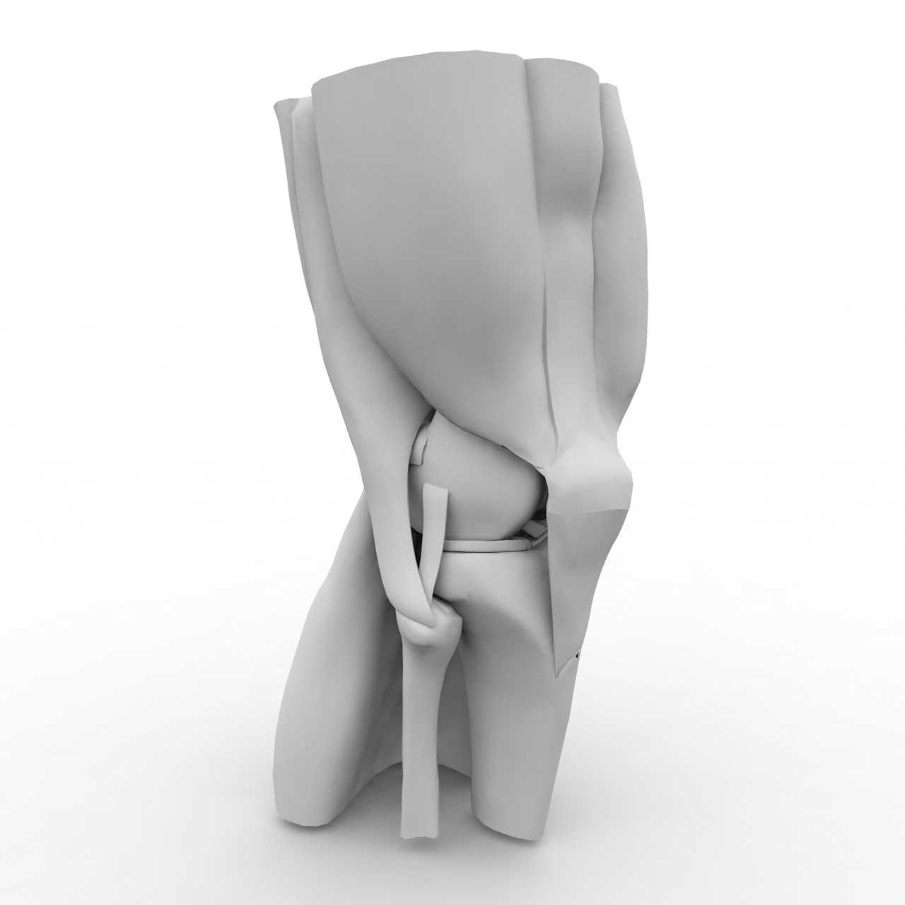 Articulación de la rodilla Estructura muscular Modelo 3d
