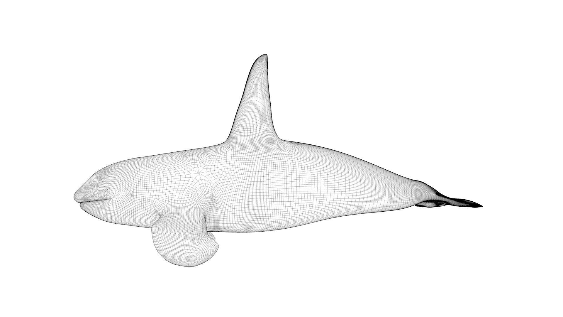 Orca Killer Whale 3Dモデル