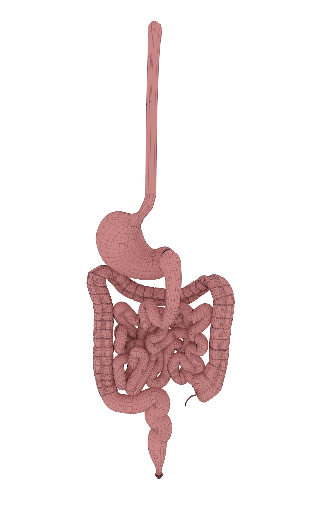 3d модель желудка кишечника