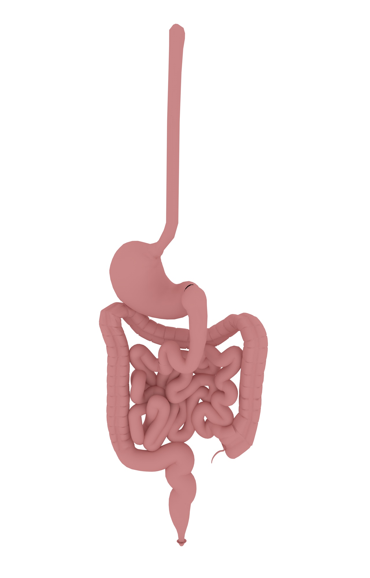 3d модель желудка кишечника