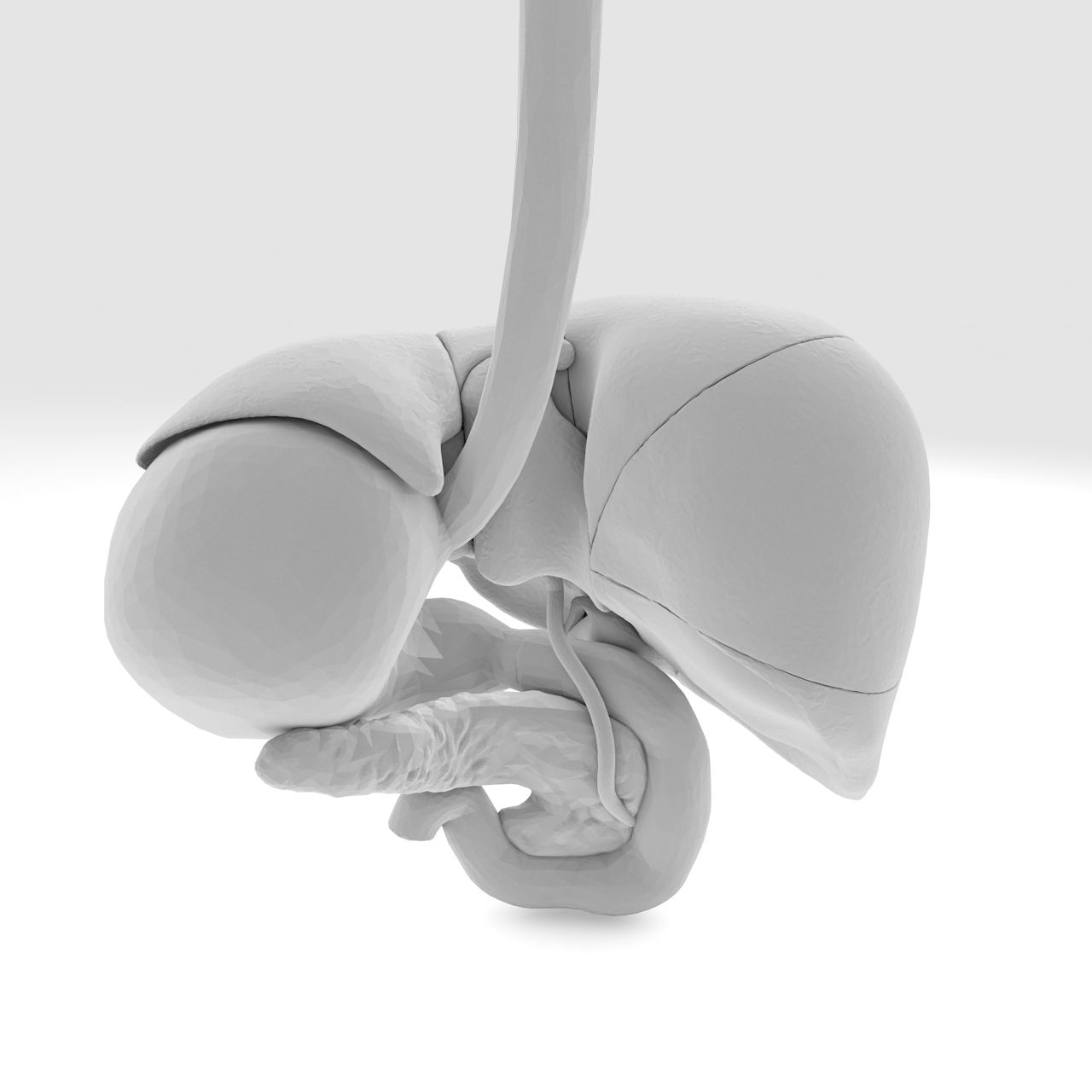 Oberes GI Hepatobiliary 3D-Druckmodell