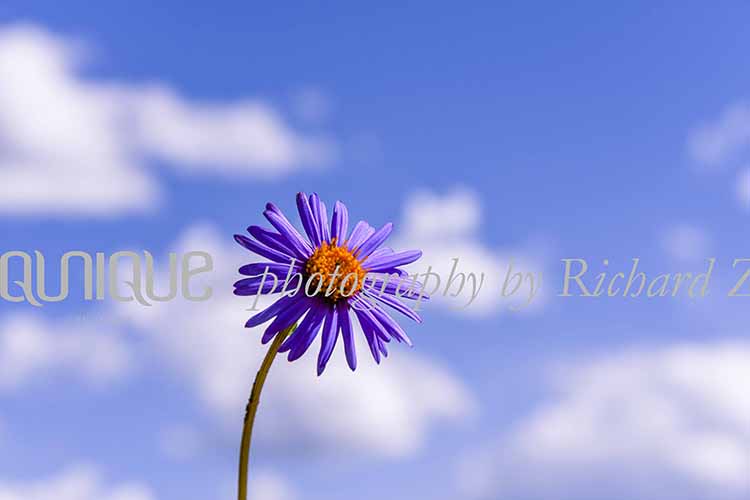 Flores silvestres de color púrpura bajo el cielo