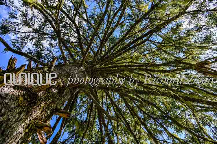 Gran árbol, árbol viejo, foto