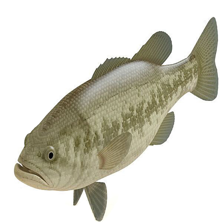 carp 3D model