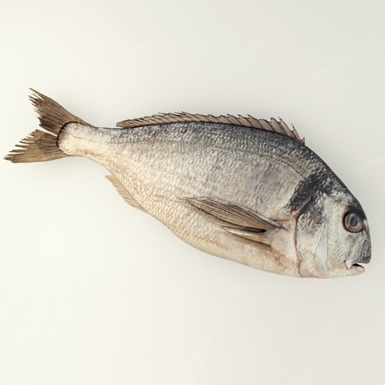 Fish 3D model