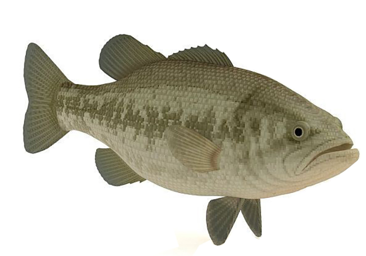 carp 3D model