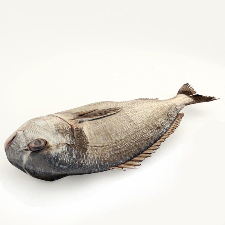 Fish 3D model