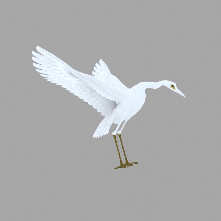 Egret 3D Model Animation